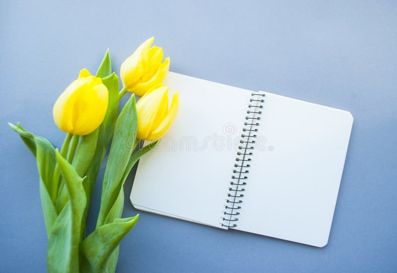 Gelbe Tulpe auf Pastellhintergrund lizenzfreie stockfotografie Gelbe Tulpe auf Pastellhintergrund lizenzfreie stockfotografie