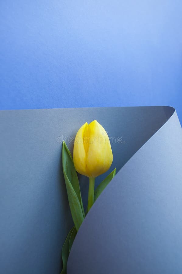 Gelbe Tulpe auf Pastellhintergrund lizenzfreie stockbilder Gelbe Tulpe auf Pastellhintergrund lizenzfreie stockbilder
