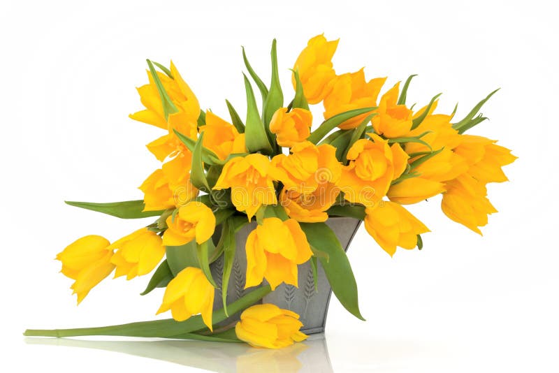 Gelbe Tulpe-Blumen lizenzfreie stockbilder Gelbe Tulpe-Blumen lizenzfreie stockbilder