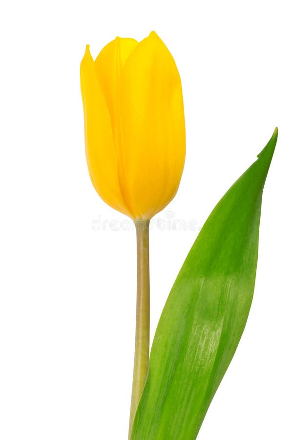 Gelbe Tulpe getrennt auf weißem Hintergrund lizenzfreie stockbilder Gelbe Tulpe getrennt auf weißem Hintergrund lizenzfreie stockbilder