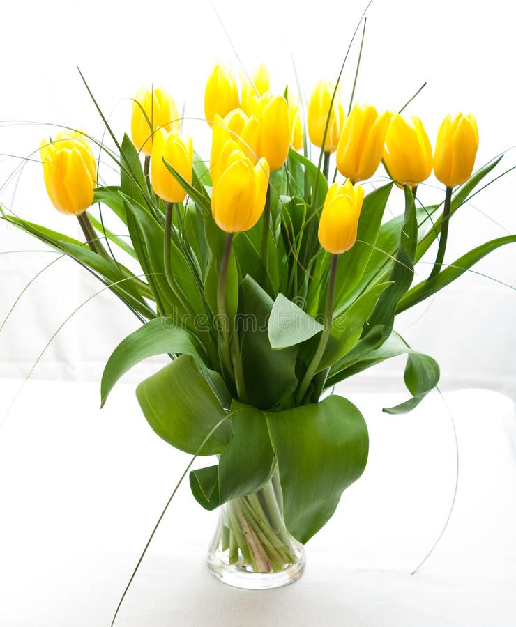 Gelbe Tulpen auf weißem Hintergrund