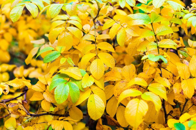 Gelbe und grüne Blätter des Hintergrundes im Herbstbaum im Park stockbild Gelbe und grüne Blätter des Hintergrundes im Herbstbaum im Park stockbild
