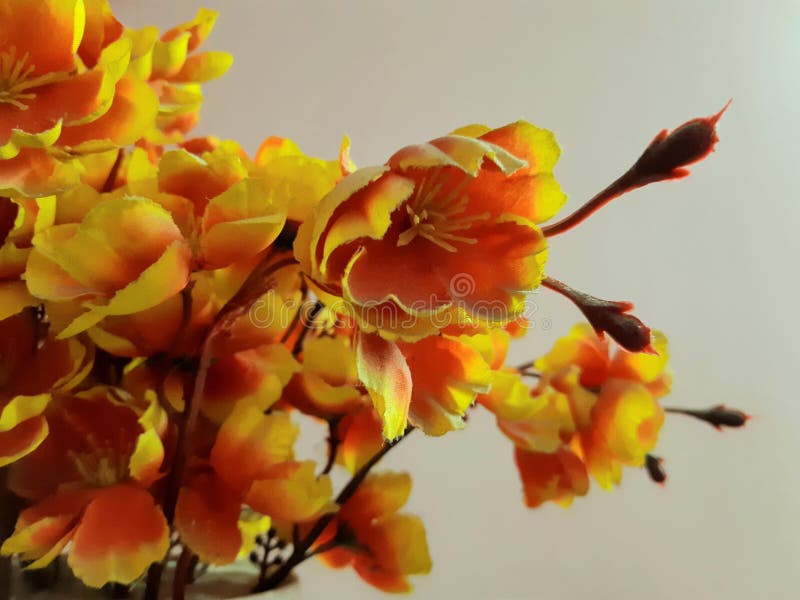 Gelbe und orange Blumen mit einfachem Hintergrund und Unschärfe lizenzfreie stockfotografie Gelbe und orange Blumen mit einfachem Hintergrund und Unschärfe lizenzfreie stockfotografie