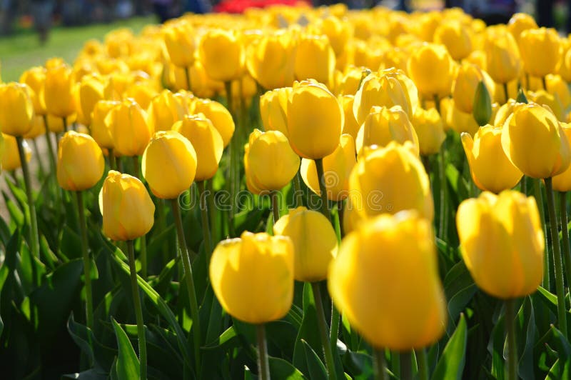 Gelbe Wellen Tulpen Bei Tulip Time Festival In Holland Michigan