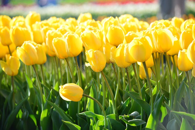 Gelbe Wellen Tulpen Bei Tulip Time Festival In Holland Michigan