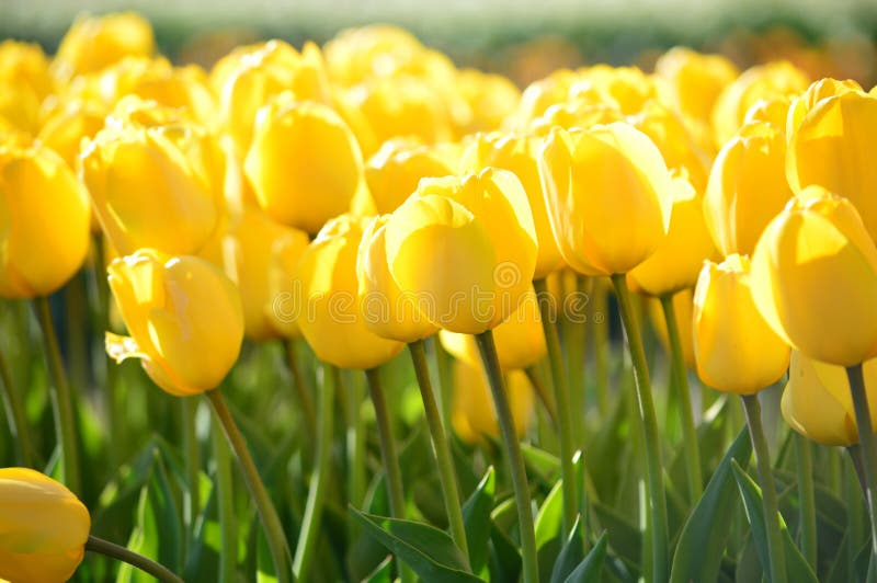 Gelbe Wellen Tulpen Bei Tulip Time Festival In Holland Michigan