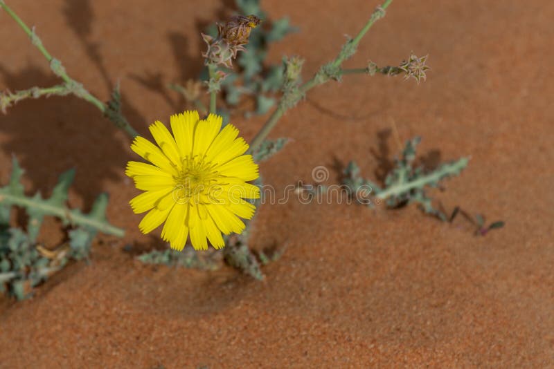 Gelbe Wüsten-Blume in der Blüte in Arabische Emirate lizenzfreie stockfotografie Gelbe Wüsten-Blume in der Blüte in Arabische Emirate lizenzfreie stockfotografie