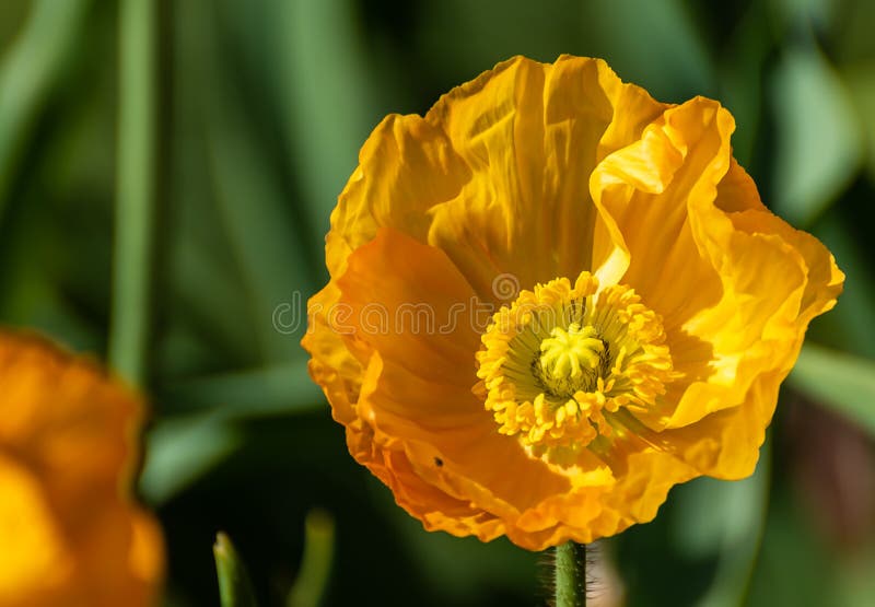 Gelber Blumenabschlu? herauf Bild mit gr?nem Hintergrund lizenzfreies stockfoto Gelber Blumenabschlu? herauf Bild mit gr?nem Hintergrund lizenzfreies stockfoto