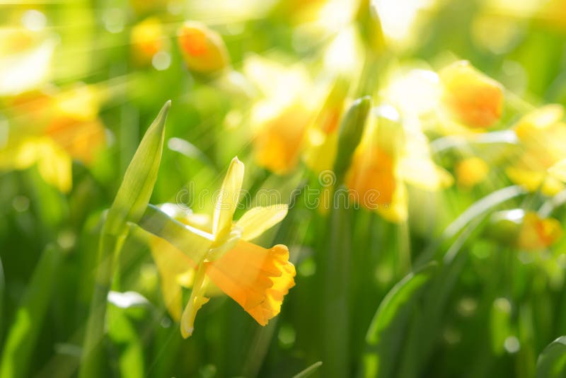 Gelber Frühling blüht Narzissennarzissen mit hellen Sonnenstrahlen