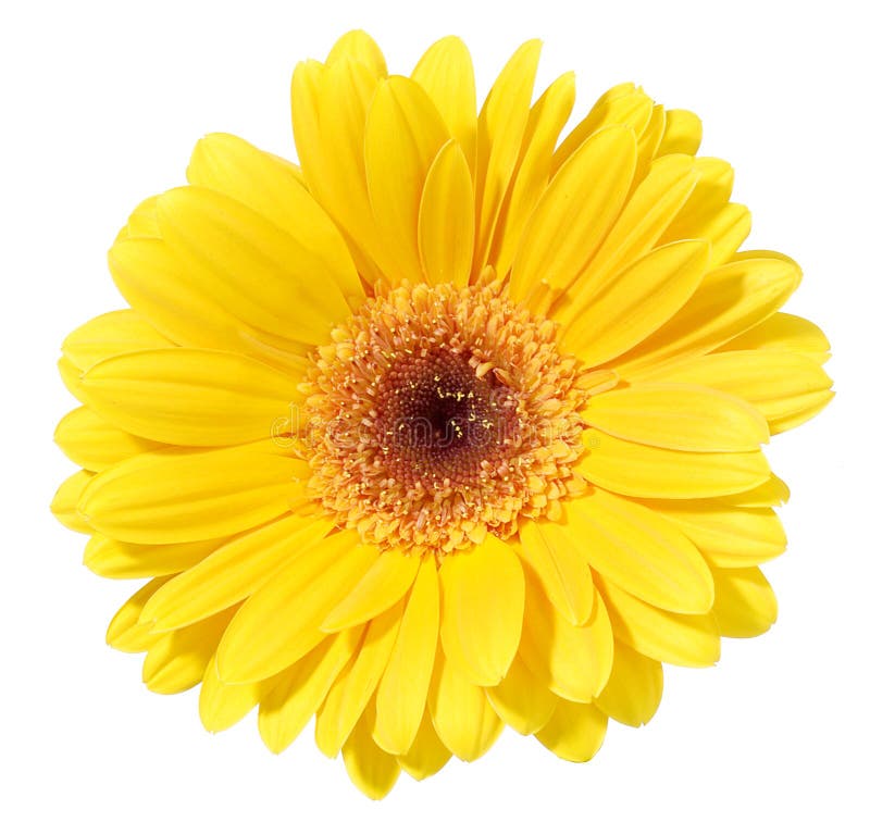 Gelber Gerbera stockfotos Gelber Gerbera stockfotos