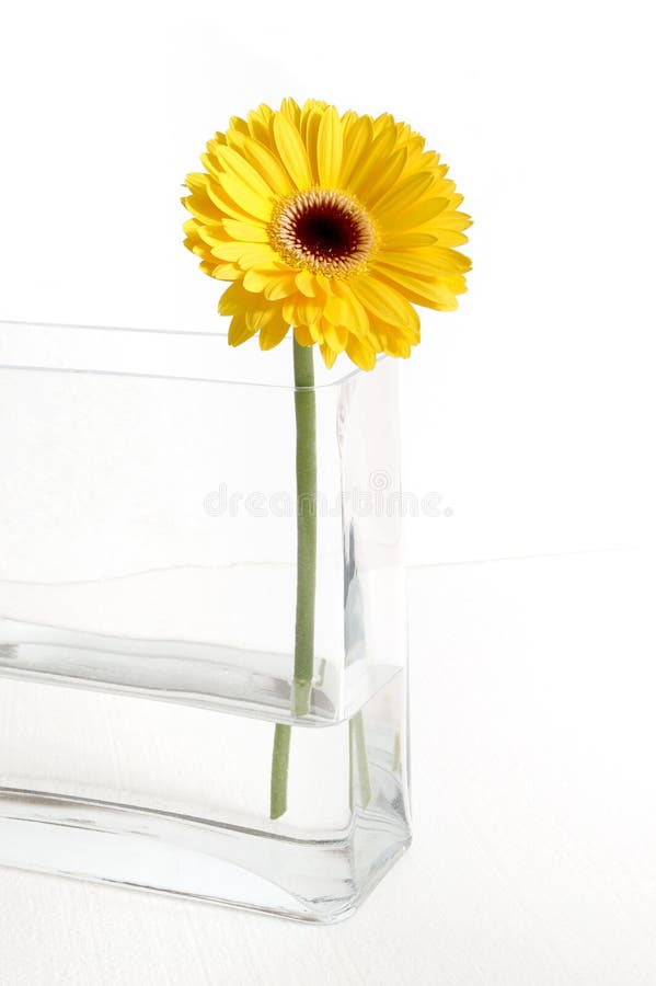 Gelber Gerbera stockbild Gelber Gerbera stockbild