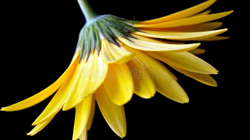 Gelber Gerbera Daisy Against ein dunkler Hintergrund lizenzfreie stockfotografie Gelber Gerbera Daisy Against ein dunkler Hintergrund lizenzfreie stockfotografie