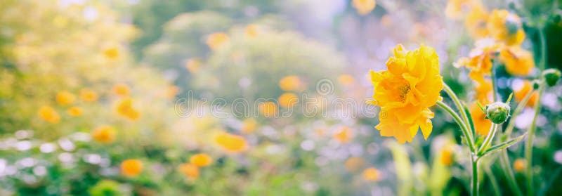 Gelber Geum blüht Panorama auf unscharfem Sommergarten- oder -parkhintergrund, Fahne