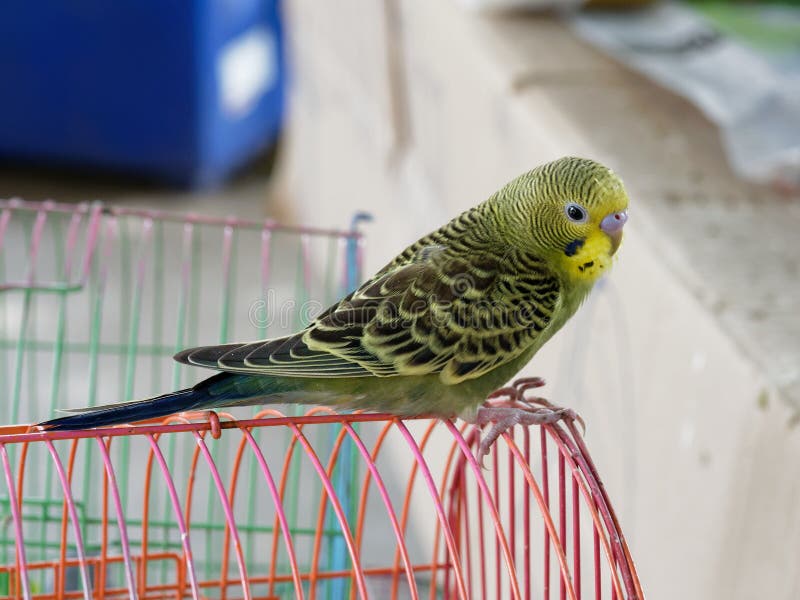 Gelber, grüner und schwarzer zahmer Wellensittich- oder Sittichgriff auf rotem Vogelkäfig stockfotos
