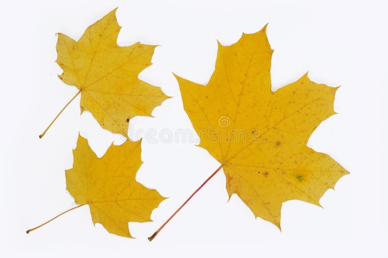 Gelber Herbstapfelblätter dicht Isoliert über weißem Hintergrund stockfotografie Gelber Herbstapfelblätter dicht Isoliert über weißem Hintergrund stockfotografie