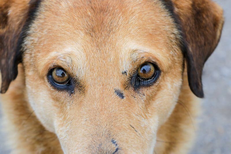 Goldener Heulender ApportierhundHund Stockfoto Bild von stimmung