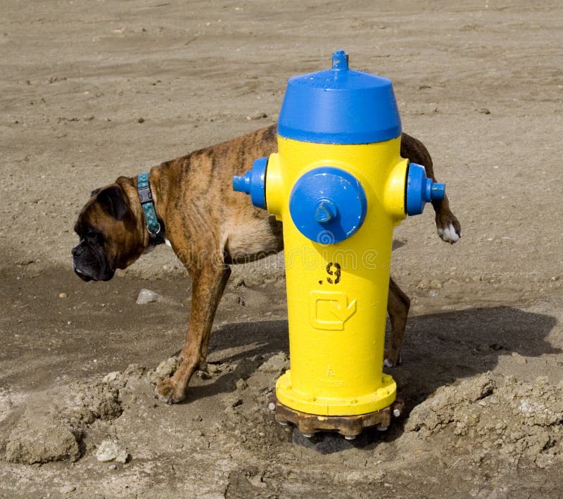 Gelber Hydrant und ein Hund
