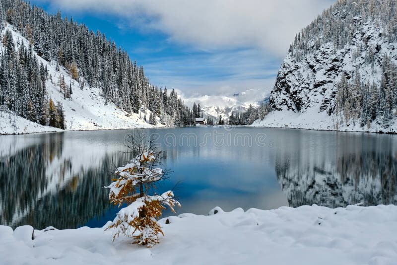 Gelber Lärchenbaum am Seeufer mit Blick auf den Agnes See Tea Haus und Berge mit frischem Schnee bedeckt stockbilder Gelber Lärchenbaum am Seeufer mit Blick auf den Agnes See Tea Haus und Berge mit frischem Schnee bedeckt stockbilder