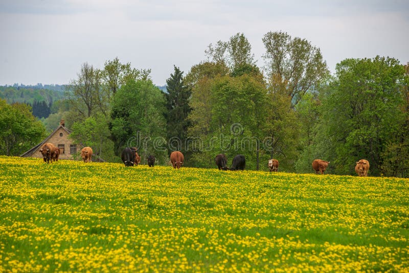 gelber Löwenzahn, der in Sommer dat in der grünen Wiese blüht lizenzfreie stockfotos gelber Löwenzahn, der in Sommer dat in der grünen Wiese blüht lizenzfreie stockfotos