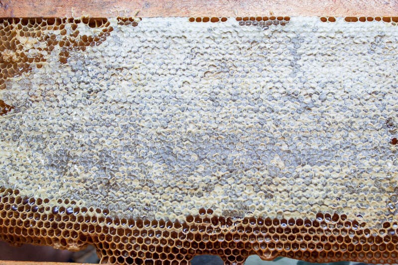 Gelber schöner Bienenwabenrahmen mit Honig lizenzfreies stockbild Gelber schöner Bienenwabenrahmen mit Honig lizenzfreies stockbild