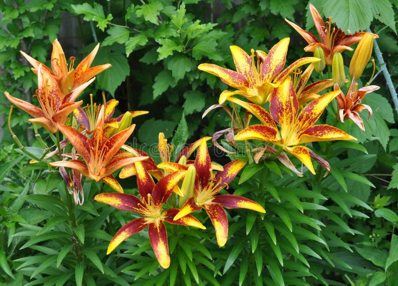 Gelber und orange Tag Lily Flowers in voller Blüte stockbild Gelber und orange Tag Lily Flowers in voller Blüte stockbild