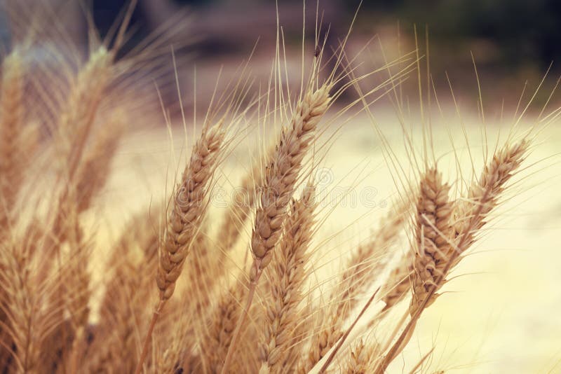 Yellow wheat in nature. Grunge style. Yellow wheat in nature. Grunge style.