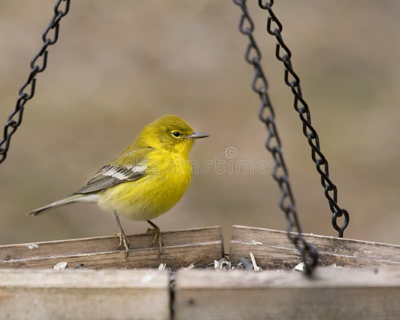 Bright yellow warbler sitting on bird feeder. Bright yellow warbler sitting on bird feeder