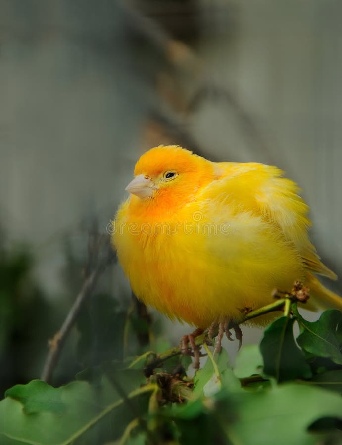 Gelber Zitronengelber Vogel Stockfoto Bild von