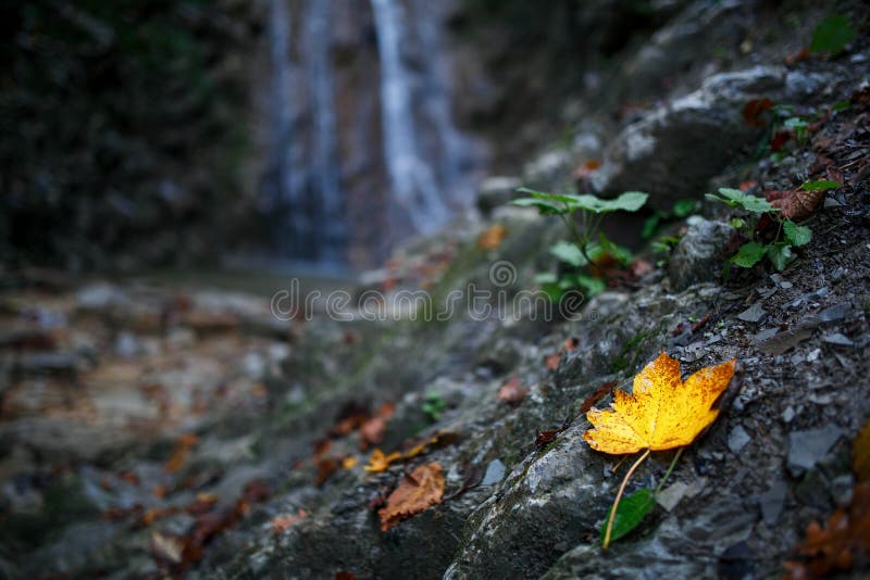 Gelbes Blatt des Herbstes auf einem Wasserfallhintergrund stockbilder Gelbes Blatt des Herbstes auf einem Wasserfallhintergrund stockbilder