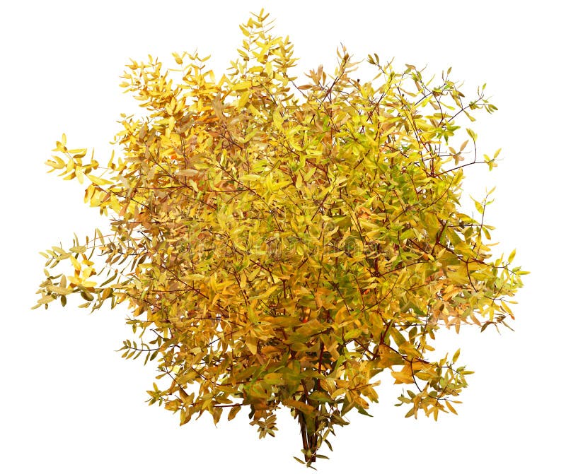 Gelbes Blattwerk ausschneiden Bush im Herbst