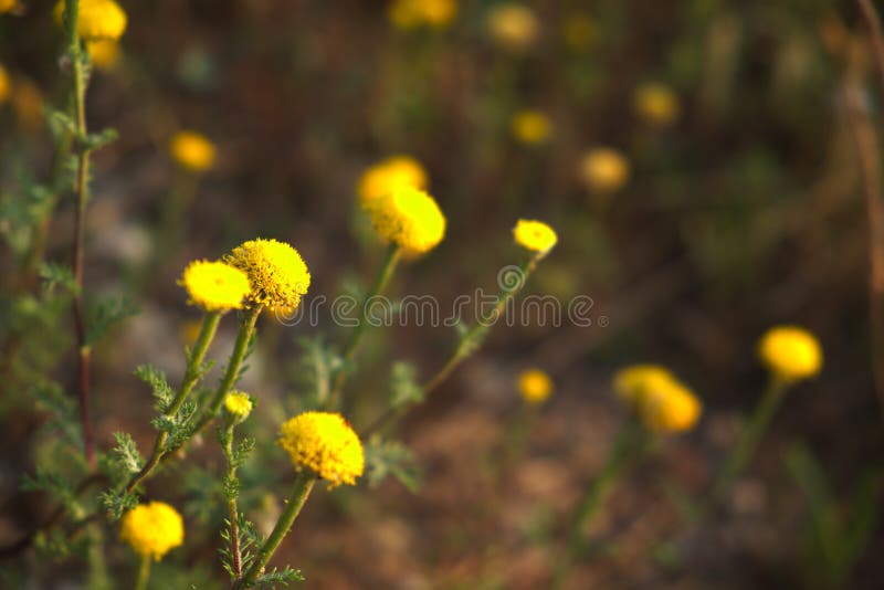 Gelbes Blumenfeld-Nahaufnahme bokeh lizenzfreies stockbild Gelbes Blumenfeld-Nahaufnahme bokeh lizenzfreies stockbild
