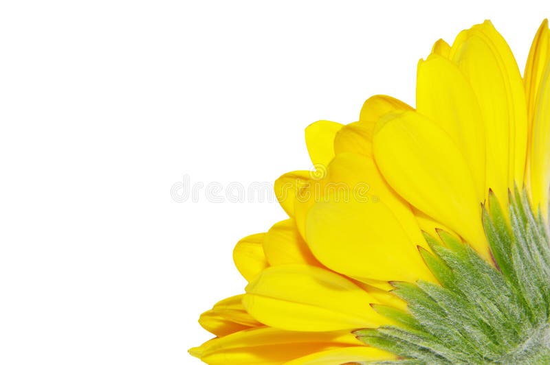 Gelbes Gerbera-Gänseblümchen stockfotografie Gelbes Gerbera-Gänseblümchen stockfotografie