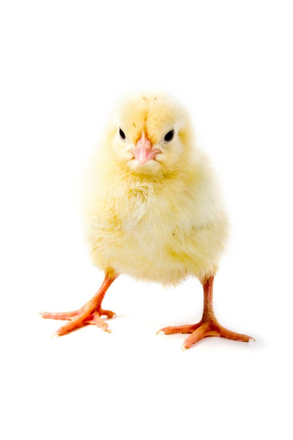 Gelbes Huhn lizenzfreie stockfotos