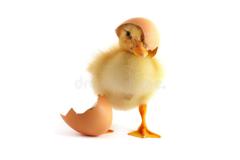 Gelbes kleines Küken lizenzfreie stockbilder