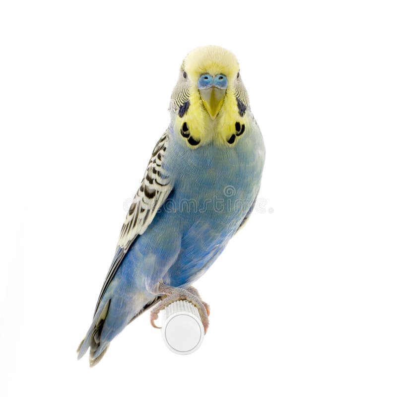 Gelbes und blaues budgie lizenzfreies stockfoto Gelbes und blaues budgie lizenzfreies stockfoto
