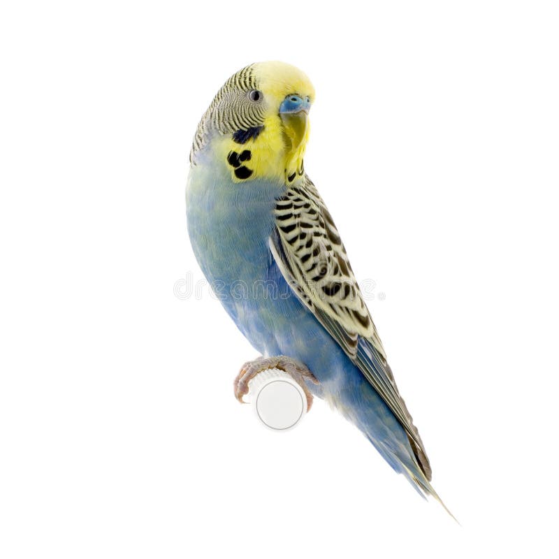 Blaues und weißes budgie stockfoto. Bild von budgie, blaues - 2332316