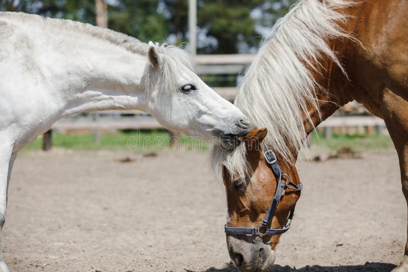 Gelding Pony Biting Gelding Horse in Herd Stock Image Image of herd