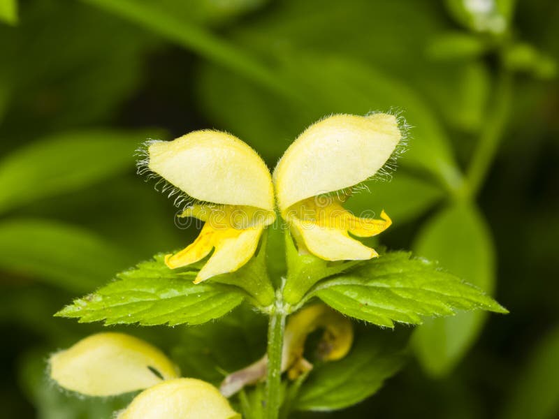 Yellow archangel or artillery plant, Lamium Galeobdolon, flowers and leaves, close-up, selective focus, shallow DOF. Yellow archangel or artillery plant, Lamium Galeobdolon, flowers and leaves, close-up, selective focus, shallow DOF.