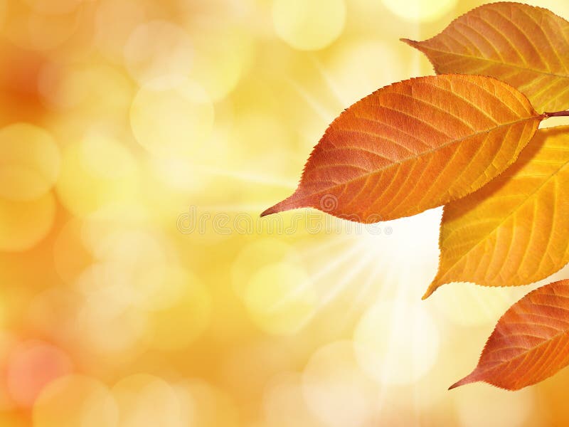 Gele Bladeren in de Herfst op Heldere Achtergrond met Zon stock fotografie Gele Bladeren in de Herfst op Heldere Achtergrond met Zon stock fotografie
