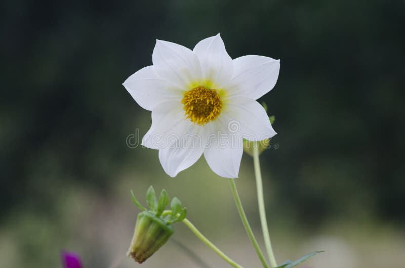 Gele bloem royalty-vrije stock afbeelding Gele bloem royalty-vrije stock afbeelding