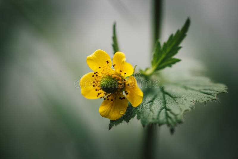 Gele Bloem op groene vage achtergrond Cinquefoil of potentilla Zijaanzicht, close-upmacro Wilde bloem in de weide royalty-vrije stock afbeelding Gele Bloem op groene vage achtergrond Cinquefoil of potentilla Zijaanzicht, close-upmacro Wilde bloem in de weide royalty-vrije stock afbeelding