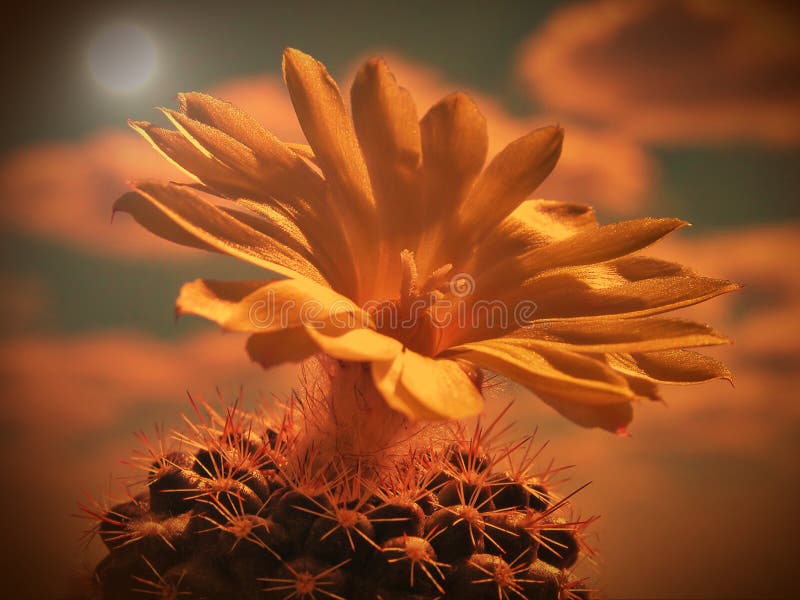 Gele Bloem Van De Cactus Met De Hemel Als Achtergrond Stock Afbeelding 