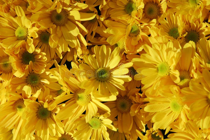 Beautiful yellow color fall flowers. Beautiful yellow color fall flowers