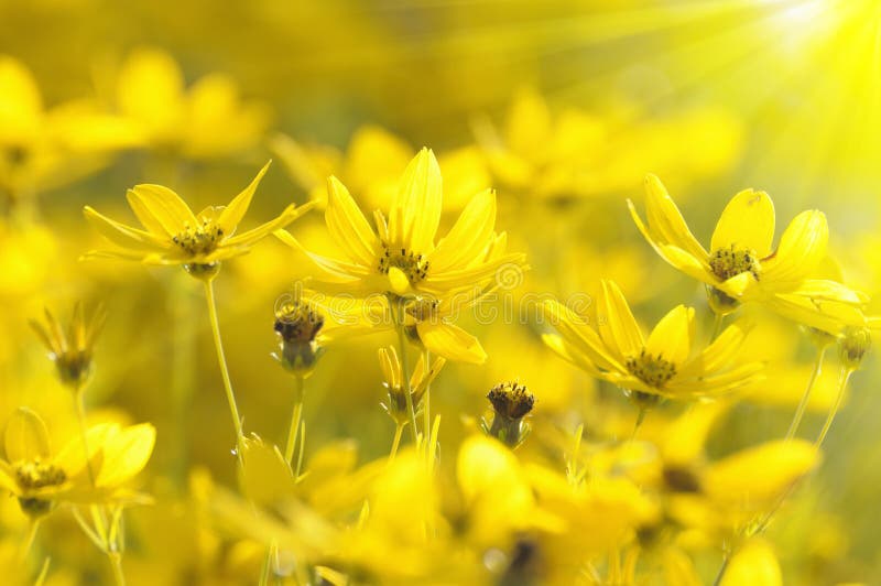 Gele bloemen stock afbeelding