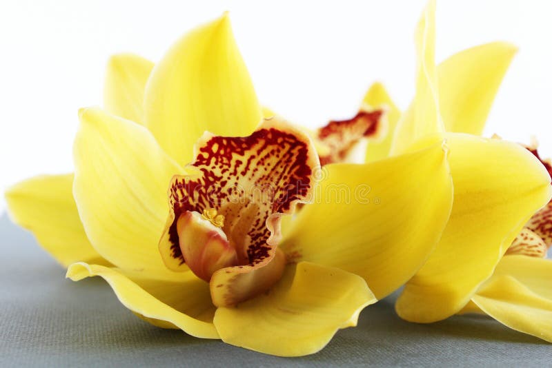 Gele bloemen heldere bloesem op lijst stock afbeeldingen Gele bloemen heldere bloesem op lijst stock afbeeldingen