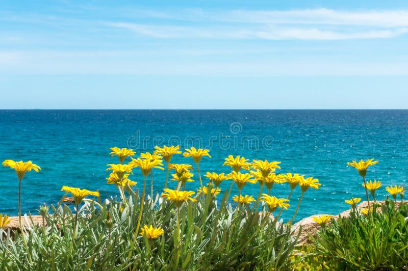 Yellow flowers with blue sea water and sky in background. Yellow flowers with blue sea water and sky in background