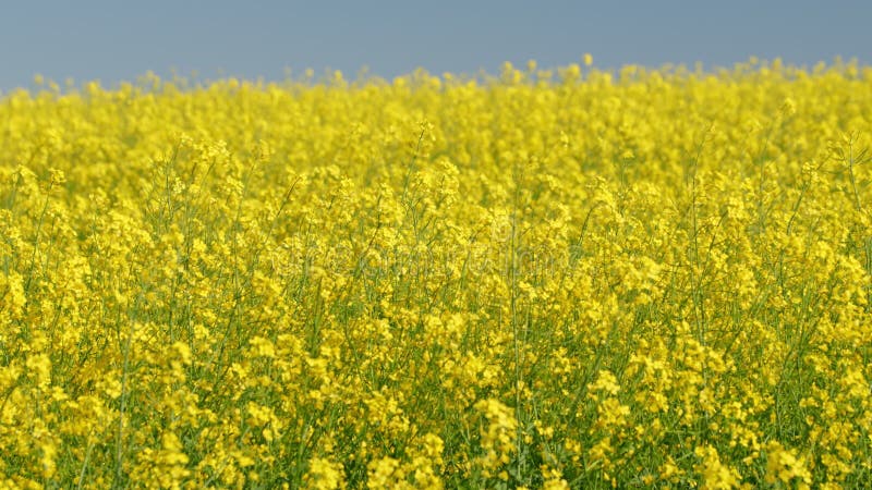 Gele bloemen op bloeiende velden van raapzaad of canola. statische weergave.