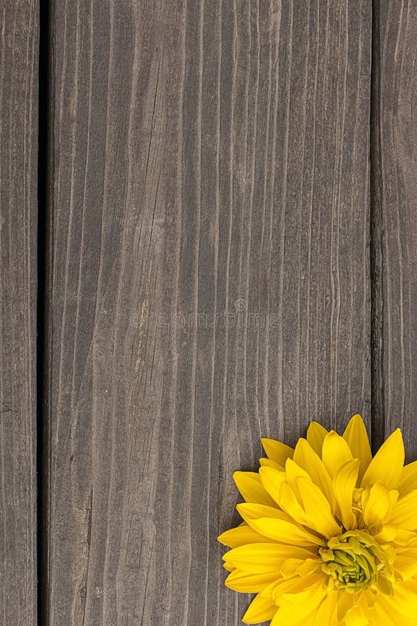 Gele bloemen op houten achtergrond stock foto Gele bloemen op houten achtergrond stock foto