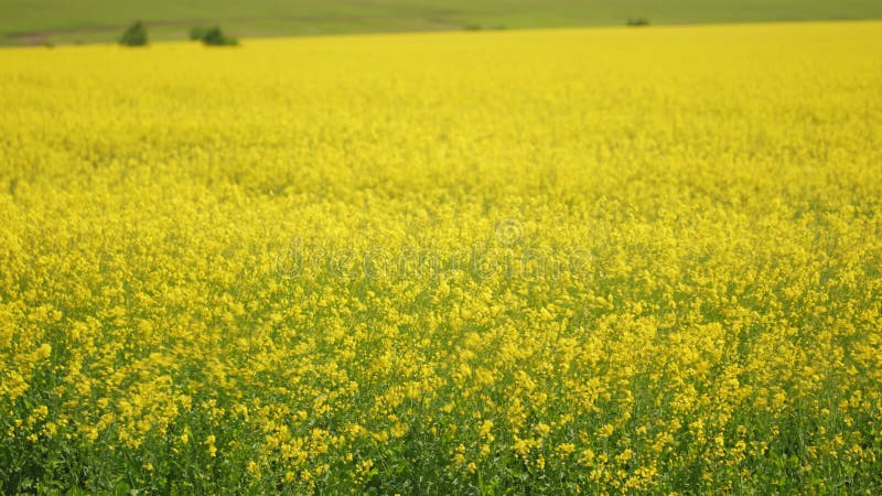 Gele bloemen in raapzaadveld.