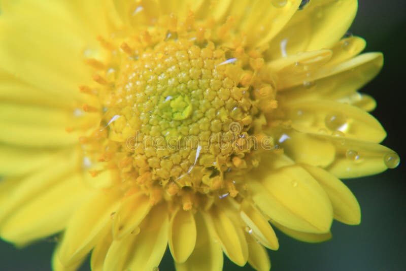 Gele bloemtextuur, macropatroon, Mooie foto van een bloem in macro met dauw of waterdalingen op het in de lente in aard stock foto's Gele bloemtextuur, macropatroon, Mooie foto van een bloem in macro met dauw of waterdalingen op het in de lente in aard stock foto's